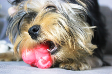 Cute little Yorkshire Terrier puppy with tail on head chewing on red toy on gray couch. The dog in a funny pose and playful mood close-up. Funny doggie with open mouth and white teeth in living room.