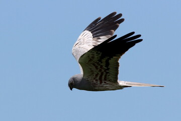 mâle busard cendré planant dans le ciel bleu