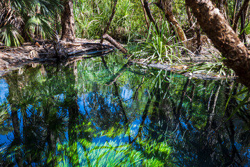 awesome water landscape with crystal clear water, green seaweed, trees and green and brown foliage
