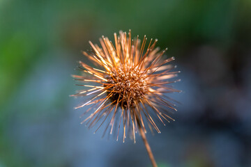 Fototapeta premium beautiful Cadillo (Acaena ovalifolia) seed in autumn season
