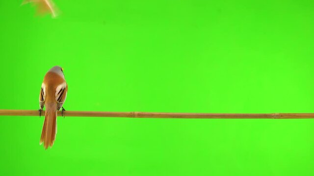 mustachioed tits fly to a branch and fly away against a green background. studio, natural sound
