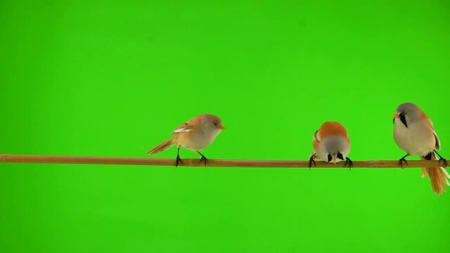 four baleen tits move along a branch against a green background, two tits fly away. studio, slow motion
