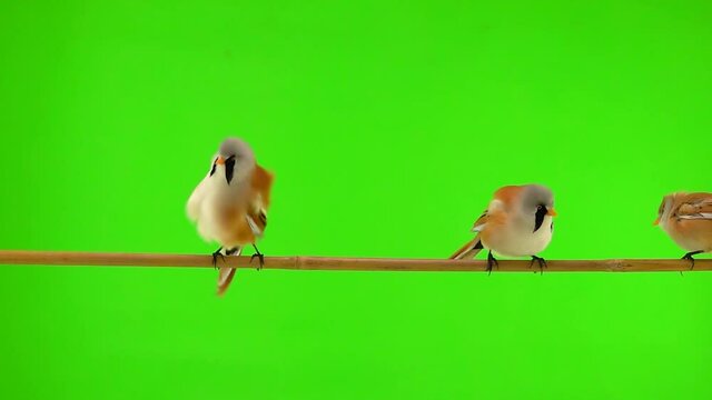 three baleen tit moves along a branch on a green background, one tit flies away. studio, slow motion