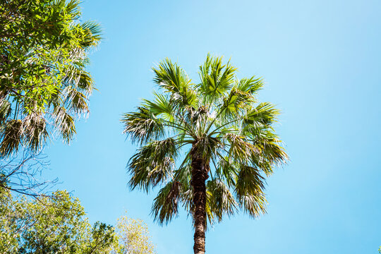 palm trees on a blue sky background