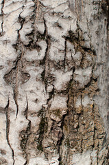 Background, texture, design. Birch bark close-up.