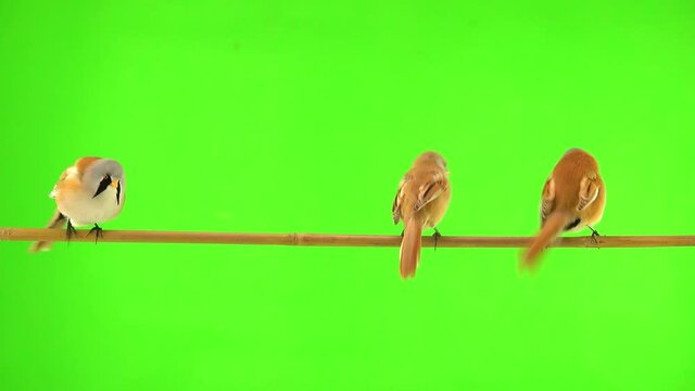 four baleen tits move along a branch on a green screen in the studio. natural sound