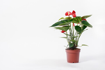 Red Anthurium flower in a pot on a white background isolate. Copy space for text banner, houseplants for flower shop