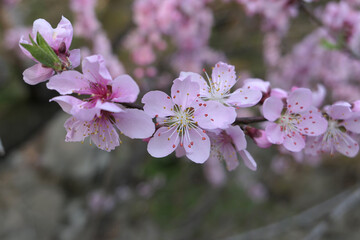 Mountain cherry blossoms in Bukhansan, South Korea
