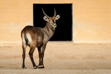 East African oryx 