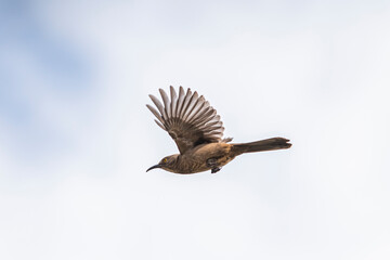 Curve-Billed Thrasher (Toxostoma curvirostre) in Flight