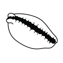 Tsipreya. Kauri. Shell. Summer icons. Black-white set minimalistic set. Simple vector illustration on a white background. Vector illustration