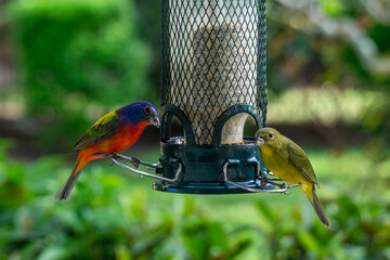 Colorful Male and Female Painted Buntings (Passerina ciris) on a backyard bird feeder, Stuart, Martin County, Florida, USA