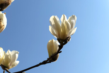 Cherry blossoms in Cheontaesan, Korea