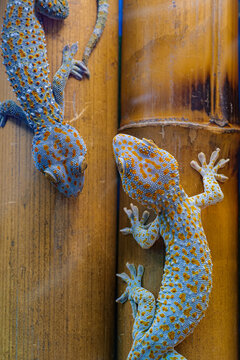 Domestic animals: Two geckos on bamboo wall