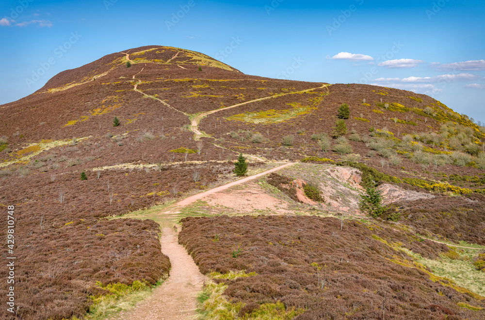 Wall mural path up the western side of eildon mid hill in the scottish borders, uk