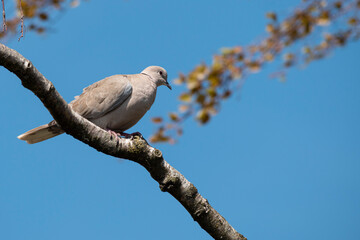 Turtledove rests on a branch of a tree with a clear blue sky in the background
