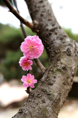 Cherry blossoms in Cheontaesan, Korea