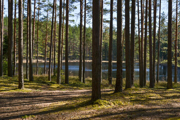View in to tall pine trees on a summers day.