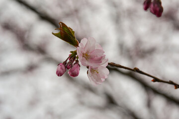 cherry tree blossoms in spring against blue sky. spring holiday mood