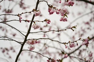 Beautiful flowering Japanese cherry - Sakura. Background with flowers on a spring day.