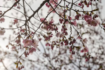 Beautiful flowering Japanese cherry - Sakura. Background with flowers on a spring day.