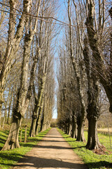 narrow avenue lined with old trees in the park with spring flowers at the edge of the road
