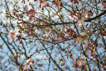 Beautiful flowering Japanese cherry - Sakura. Background with flowers on a spring day.