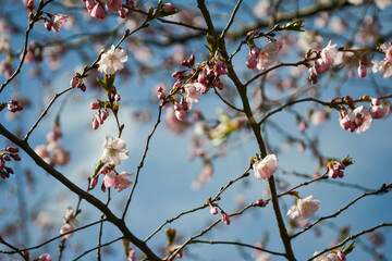 Beautiful flowering Japanese cherry - Sakura. Background with flowers on a spring day.