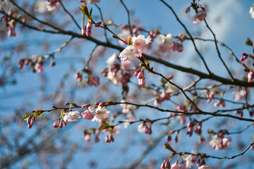 Beautiful flowering Japanese cherry - Sakura. Background with flowers on a spring day.