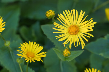 Gelbe Blumen im Garten