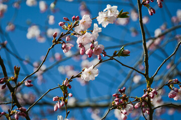 Beautiful flowering Japanese cherry - Sakura. Background with flowers on a spring day.