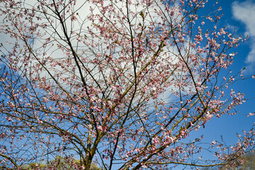 Beautiful flowering Japanese cherry - Sakura. Background with flowers on a spring day.