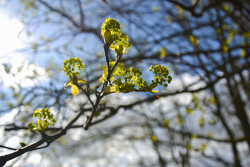 Tree buds in spring. Young large buds on branches against blurred background under the bright sun. Beautiful Fresh spring Natural background. Sunny day.