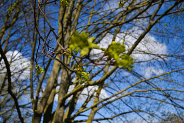 Tree buds in spring. Young large buds on branches against blurred background under the bright sun. Beautiful Fresh spring Natural background. Sunny day.