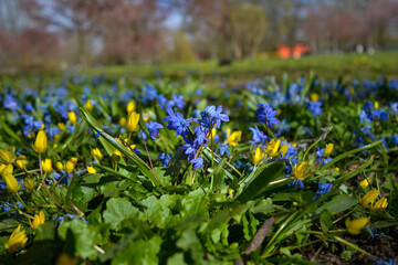 Blue snowdrop and yellow flowers in early spring in the forest.