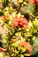 Ixora flowers, Riviera Maya, Mexico