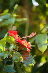 Red hibiscus flower, Riviera Maya, Mexico