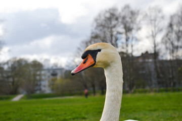 portrait of a white swan is isolated on a blurred background. close-up.
