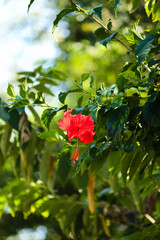 Red hibiscus flower, Riviera Maya, Mexico