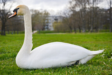 White swan portrait close-up in the park with a blurred background of green grass.