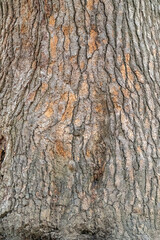 Bark of pine tree. Natural coniferous bark background