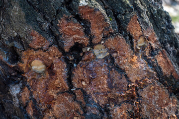 Ukraine, Kyiv - 21 April 2021: After extraction of juice from the birch tree