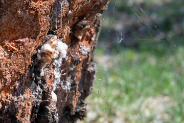 Ukraine, Kyiv - 21 April 2021: After extraction of juice from the birch tree