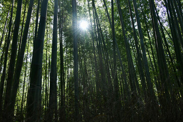 竹林と太陽　光　木漏れ日