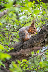 The squirrel with nut sits on a branches in the spring or summer.