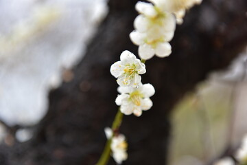 Beautiful plum blossoms and scenery of Maehwa Village in Hongssang-ri, Korea