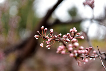 Beautiful plum blossoms and scenery of Maehwa Village in Hongssang-ri, Korea