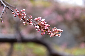 Beautiful plum blossoms and scenery of Maehwa Village in Hongssang-ri, Korea