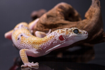 A leopard gecko, lizard on branch, eublepharis macularius, animal closeup
