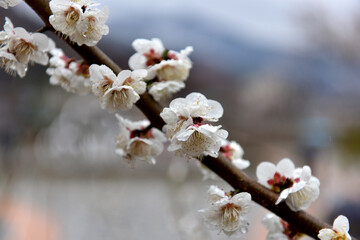 Beautiful plum blossoms and scenery of Maehwa Village in Hongssang-ri, Korea